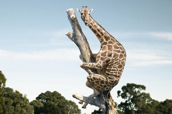 Scared giraffe on a tree