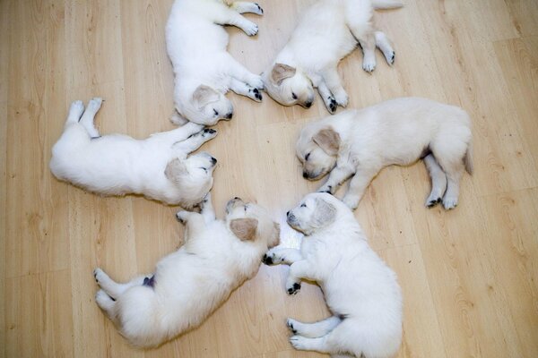 Beaux chiots dorment ensemble sur le sol