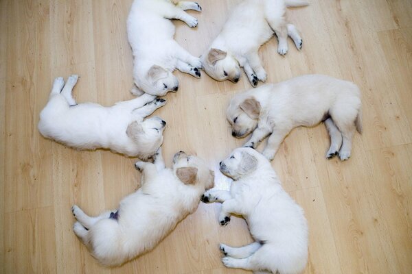 Красивые щенки спят вместе на полу