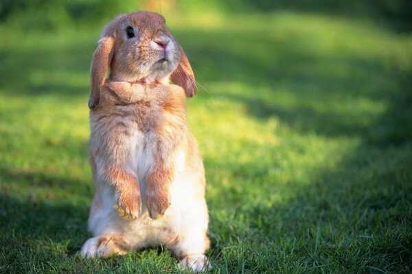 Der rothaarige Hase ist überrascht, einen Menschen zu sehen, der spazieren geht