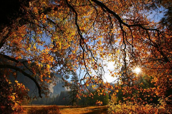 Soleil à travers les branches d automne qui descendent