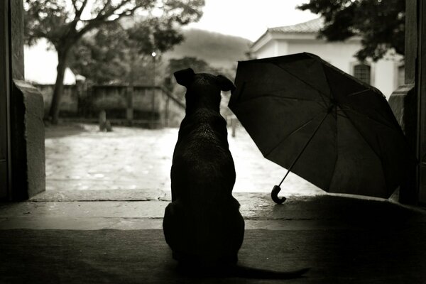 Petting the dog sits and looks at the rain , and there is an umbrella next to it