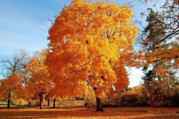 Cammina per rastrellare le foglie colorate in un mucchio e cospargerle dalla testa ai piedi