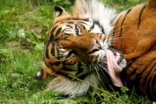 Der rote Tiger liegt auf dem Gras und hat die Zunge herausgerissen