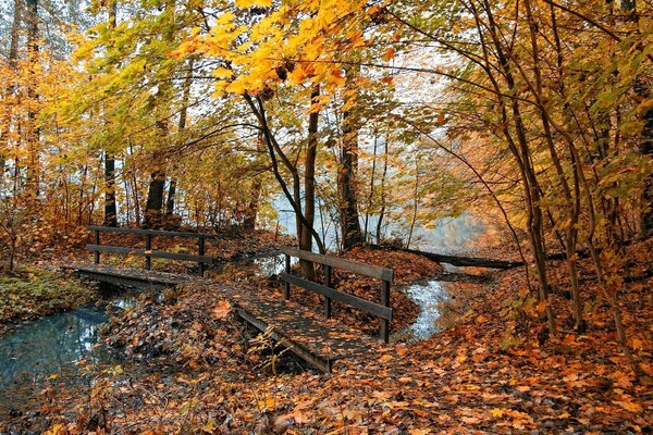 Herbstliche Schönheit. Sehnsucht und Vorfreude auf etwas Schönes