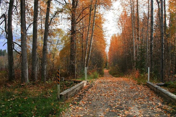 Route couverte de feuilles dans la forêt d automne