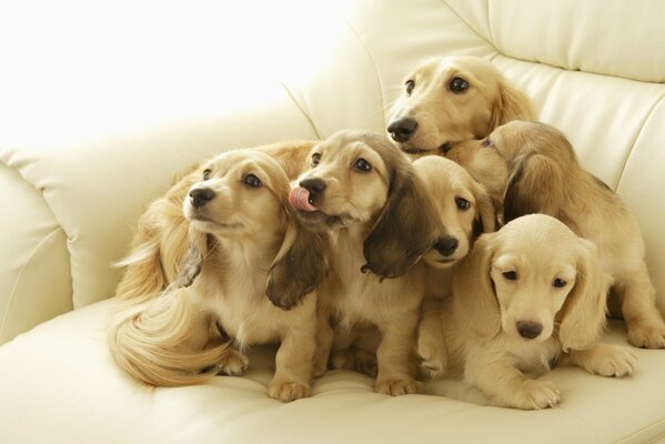 Cute puppies on a light sofa