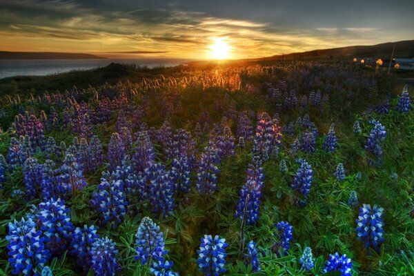 Enormes flores silvestres azules se despiden del sol de la puesta de sol