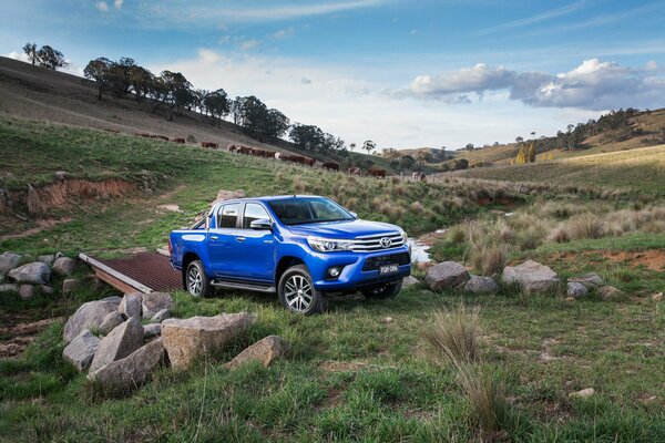 Niebieski pickup Toyota jeździ po zielonej trawie