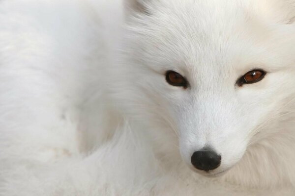 Renard blanc au nez noir