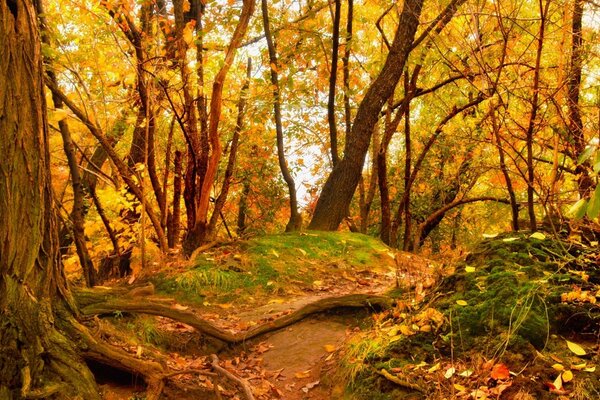 Caduta delle foglie dal fogliame ingiallito nella foresta