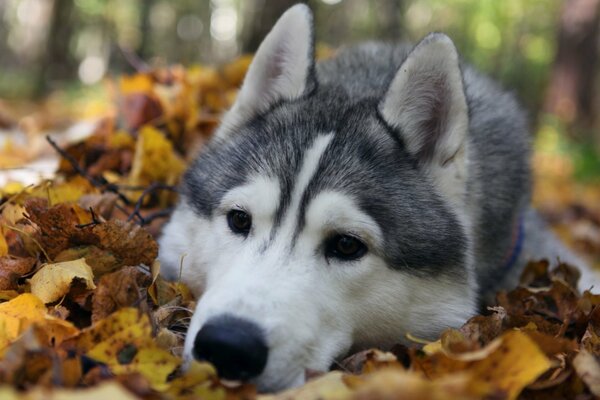 Charming husky face in the autumn season