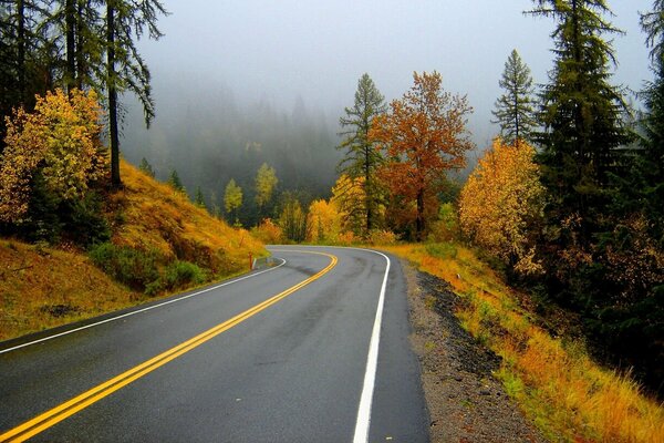 Camino a lo largo del bosque con follaje amarillo