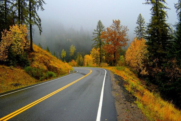 Дорога вдоль леса с желтой листвой