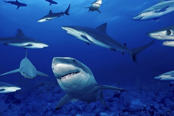 La mer bleue grouille de requins effrayants