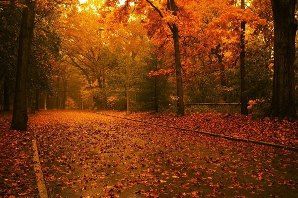 Die Straße ist in Herbstlaub versenkt