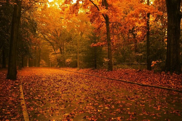 El camino que se hunde en las hojas de otoño
