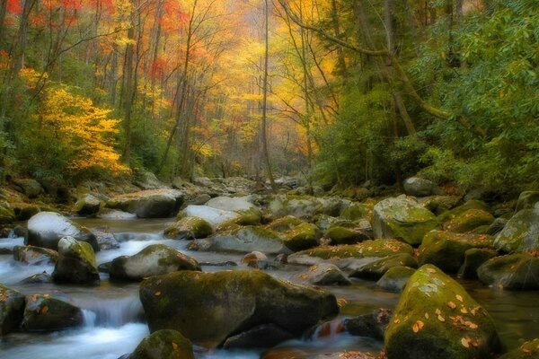 A forest river flowing over rocks