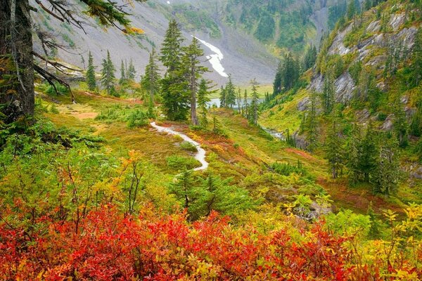 Schmaler Pfad im Herbst im Wald