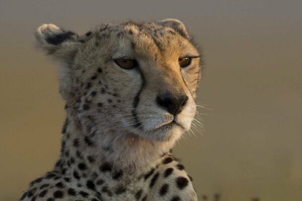 Гепард с умными глазами смотрит в даль