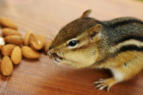 Tamia mange des noix sur la table