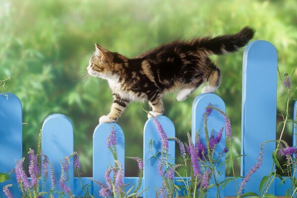 Котёнок шагает по голубому забору