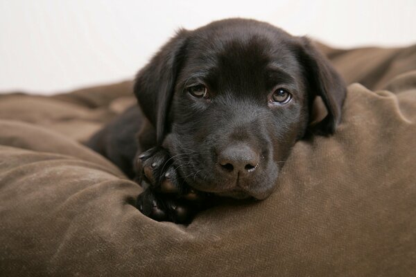 Adorabili occhi da cucciolo di colore Nero