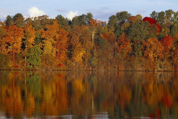 Reflexion im Wasser eines hellen Herbstwaldes