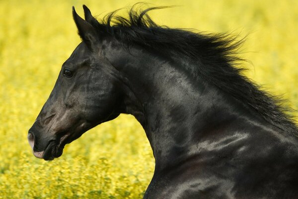 Cheval de corbeau dans le champ