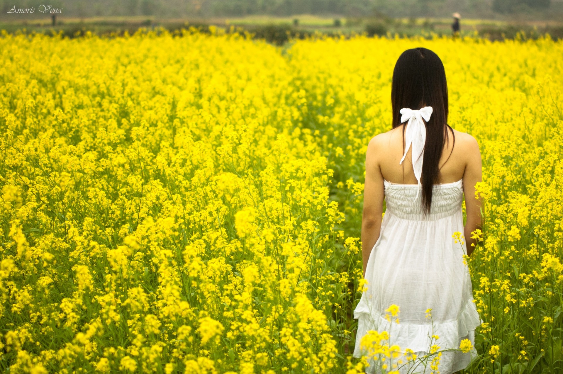 blumen vollbild widescreen gelb hintergrund weiß mädchen stimmung tapete verkleiden sich toskana sommer sonne blume brünette feld