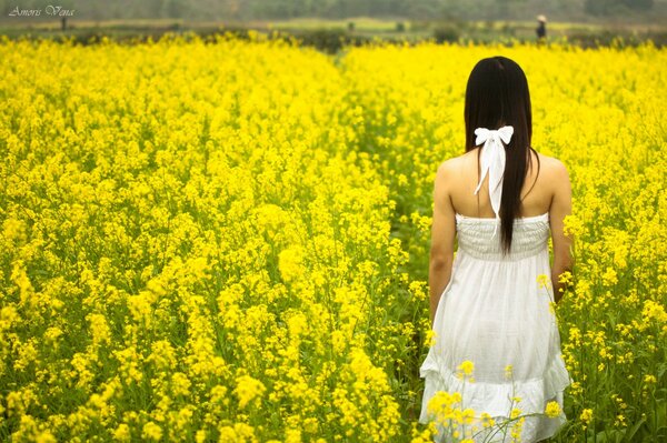 Fille brune dos en robe d été blanche dans un champ de fleurs jaunes