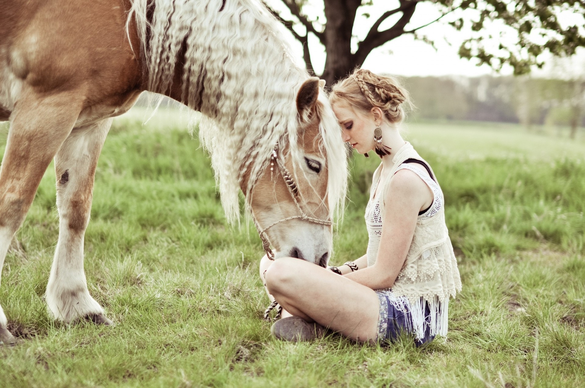 caballo amigos