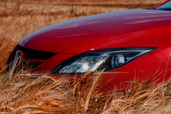 Mazda 6 corte en el fondo de las espigas en el campo