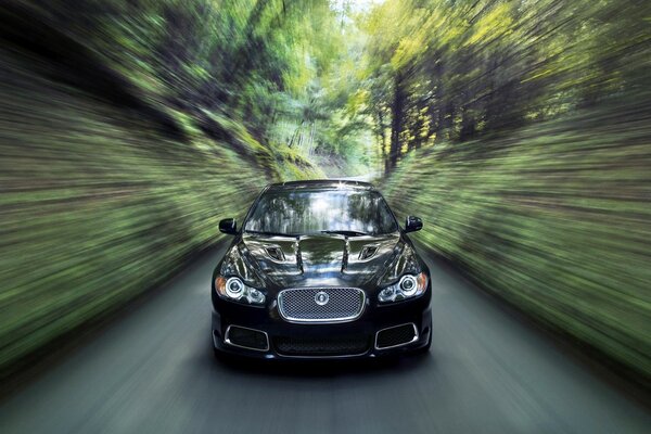 Black jaguar in motion on the road in the forest