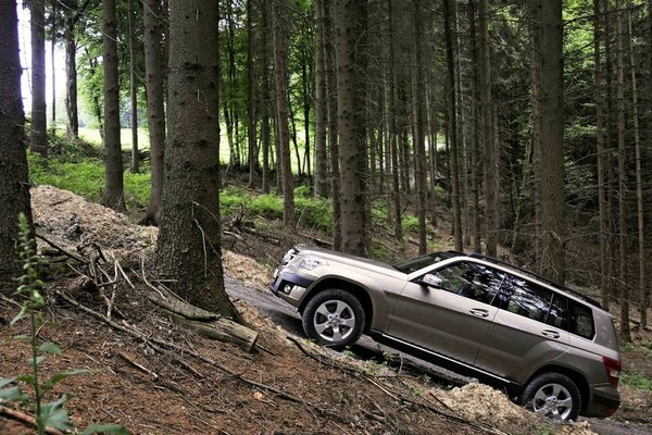 Fort SUV dans la forêt parmi les arbres