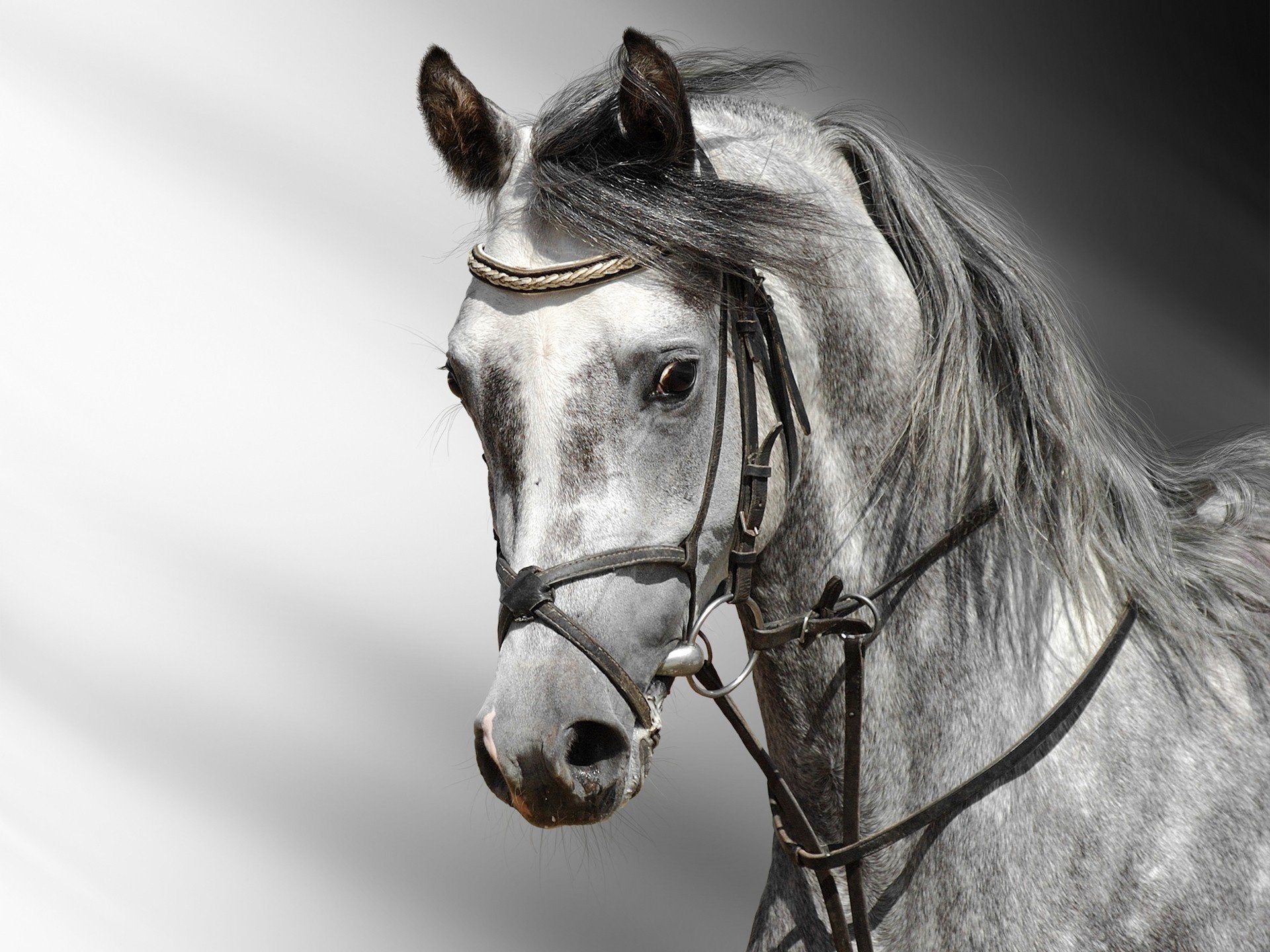 cheval bel homme longue crinière gris ongulés regard yeux noir et blanc gris