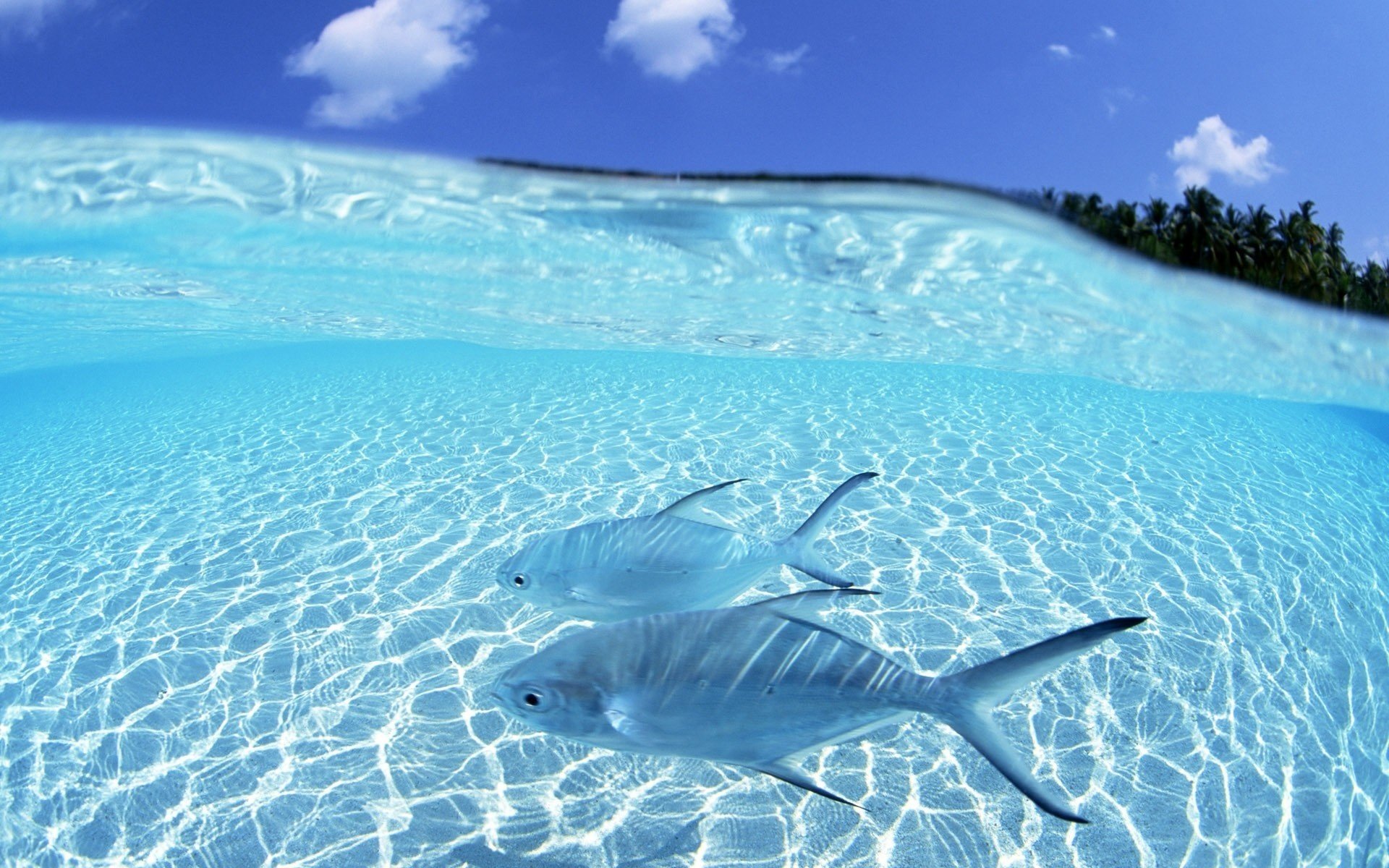 eau lumière du soleil bleu poissons sauvagine monde sous-marin