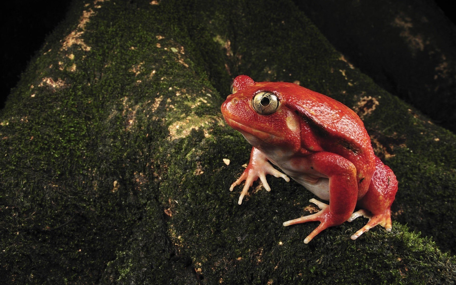 rojo rana musgo ramas anfibios vista ojos