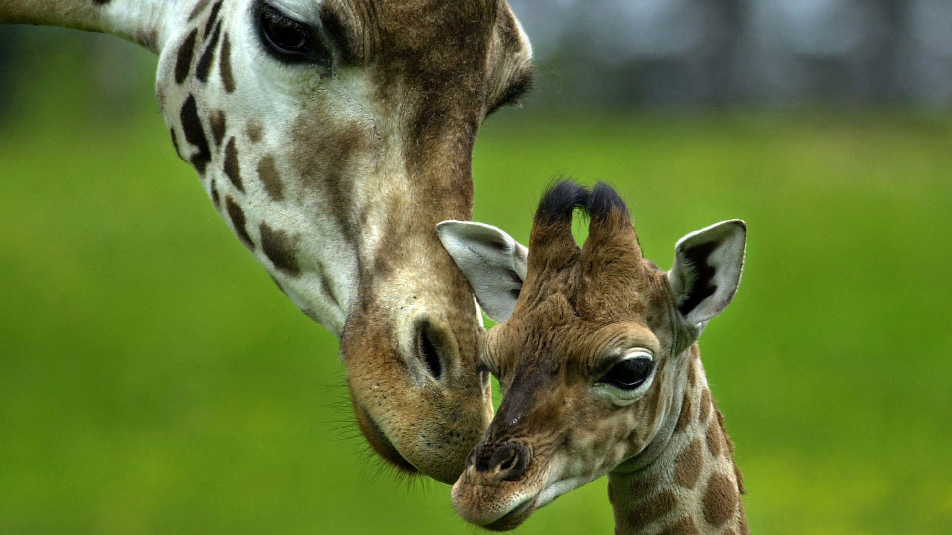 piccole corna e mamma giraffa bambino ungulati sguardo occhi