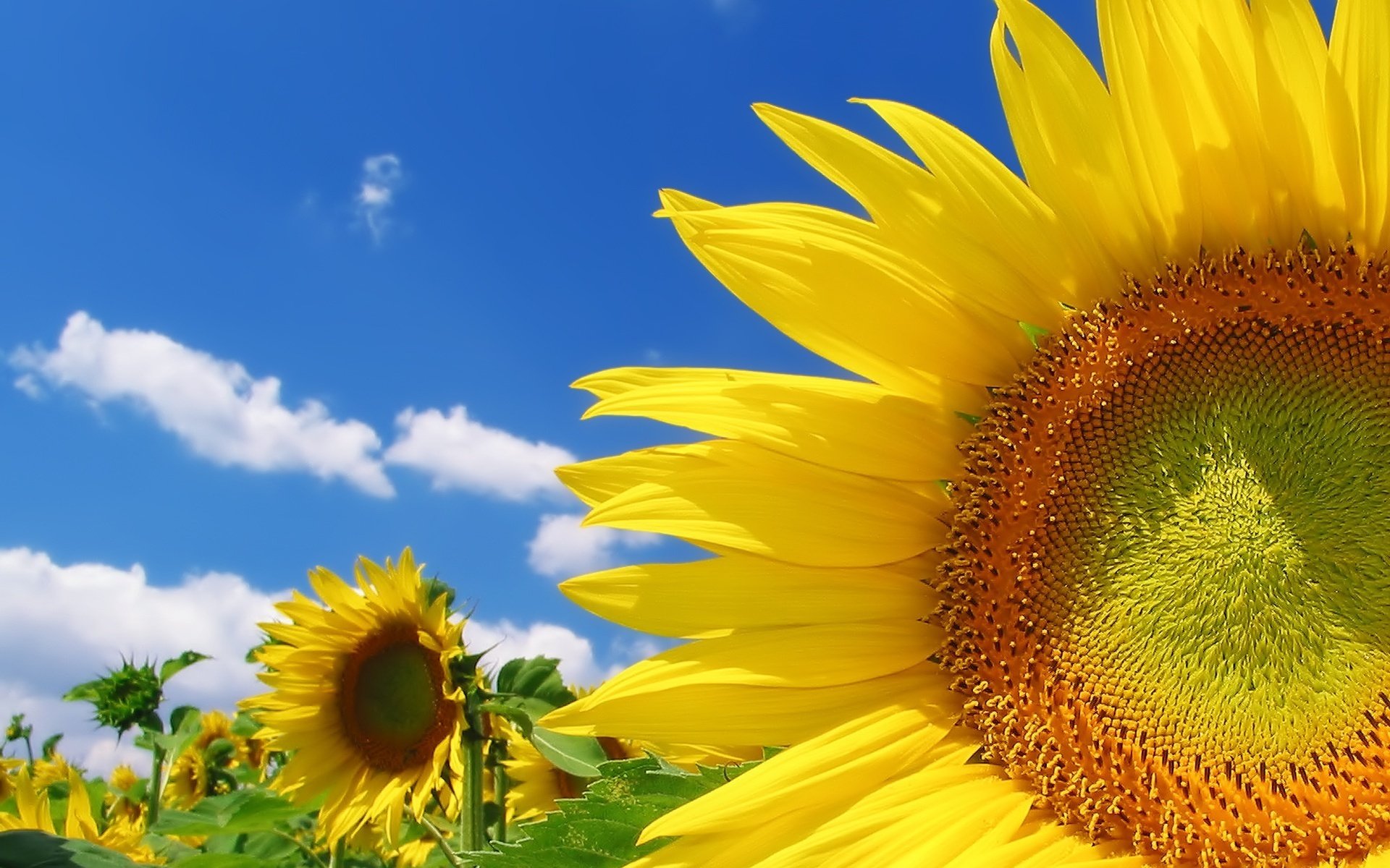 fiori cielo sole campo di girasoli sfondi hd positivo giallo nuvole verde caldo