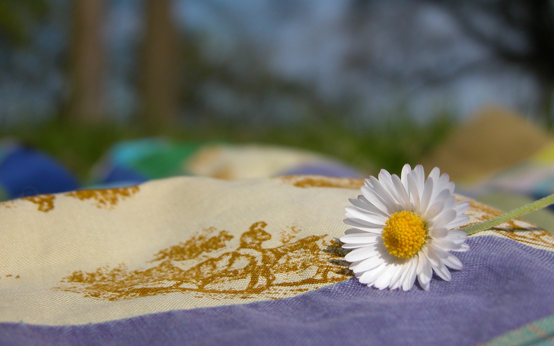 blumen tagesdecke weiße kamille sonne makro sommer