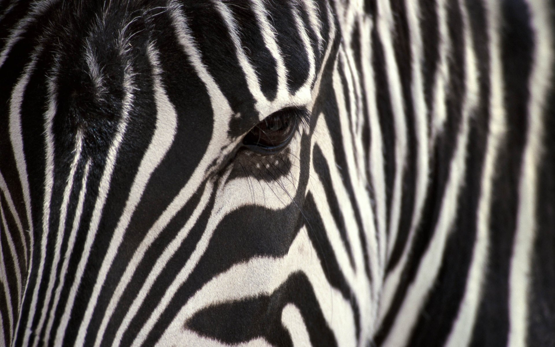 zèbre cheval noir et blanc ongulés vue yeux rayures oeil blanc animaux gros plan