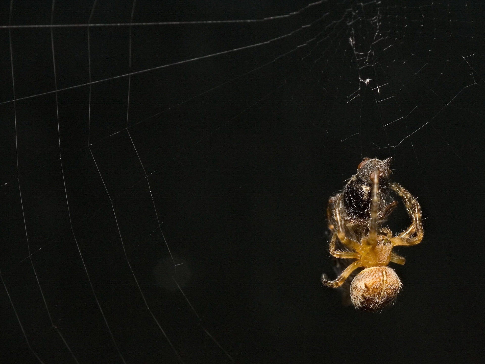 pider lunch web animal insects fly