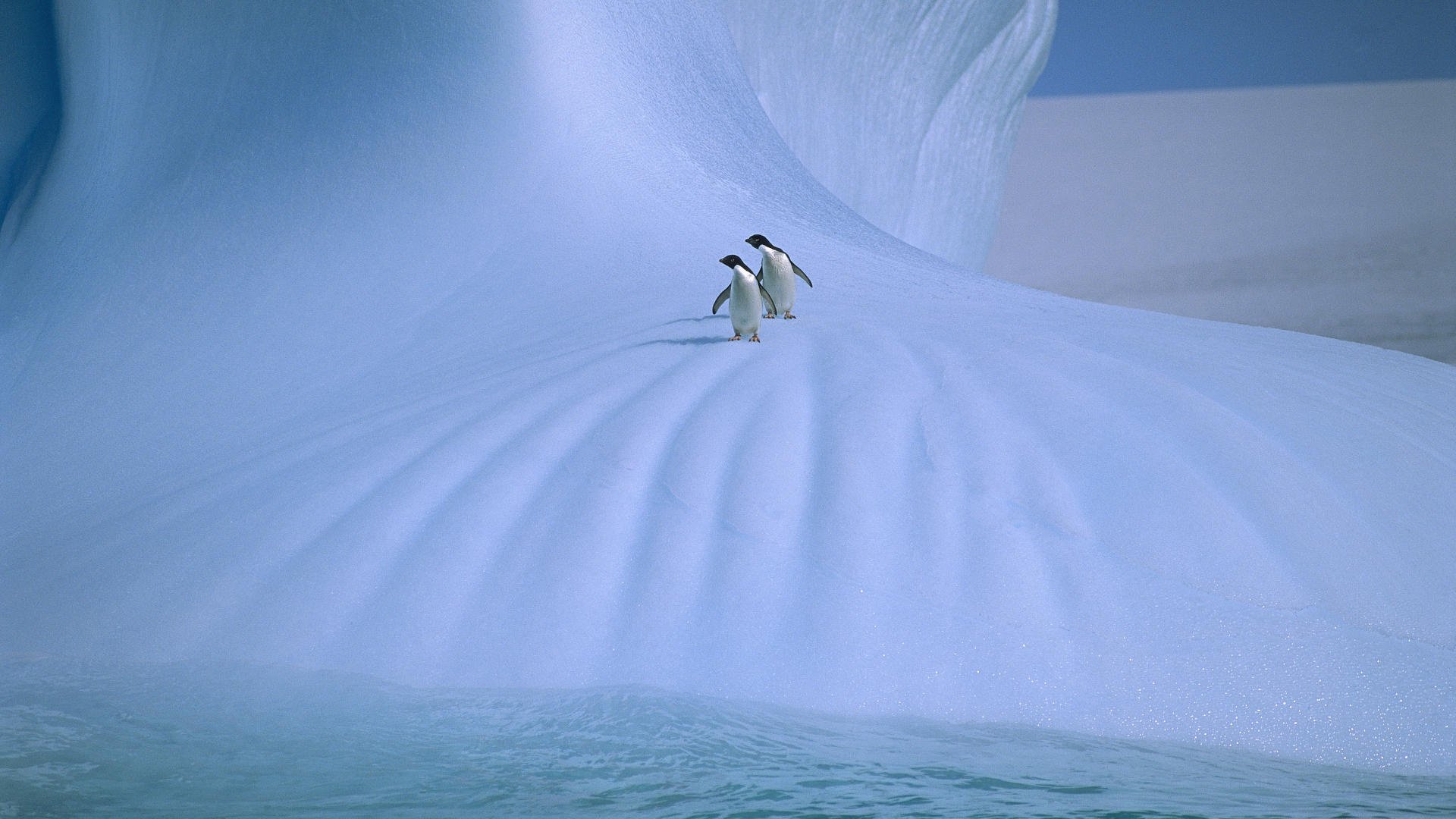 pinguini neve ghiaccio inverno