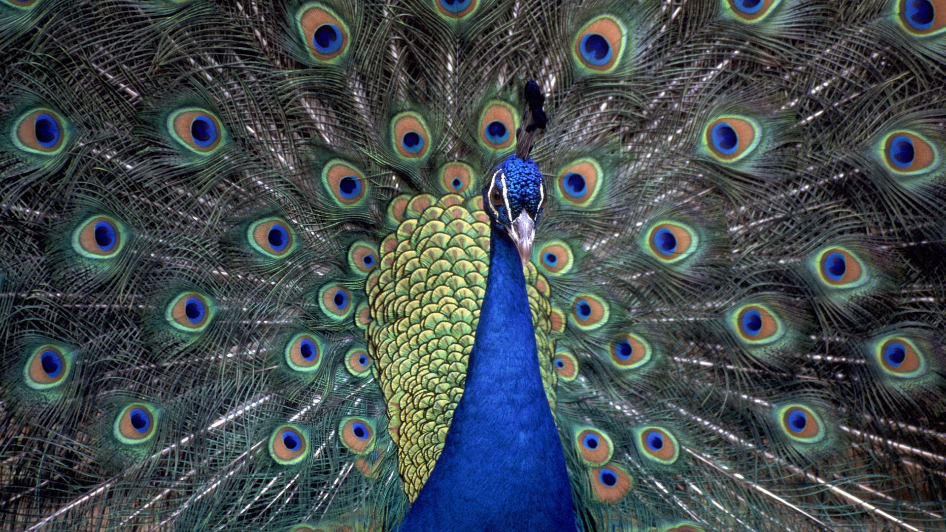 cola peluda pavo real guapo azul aves plumas