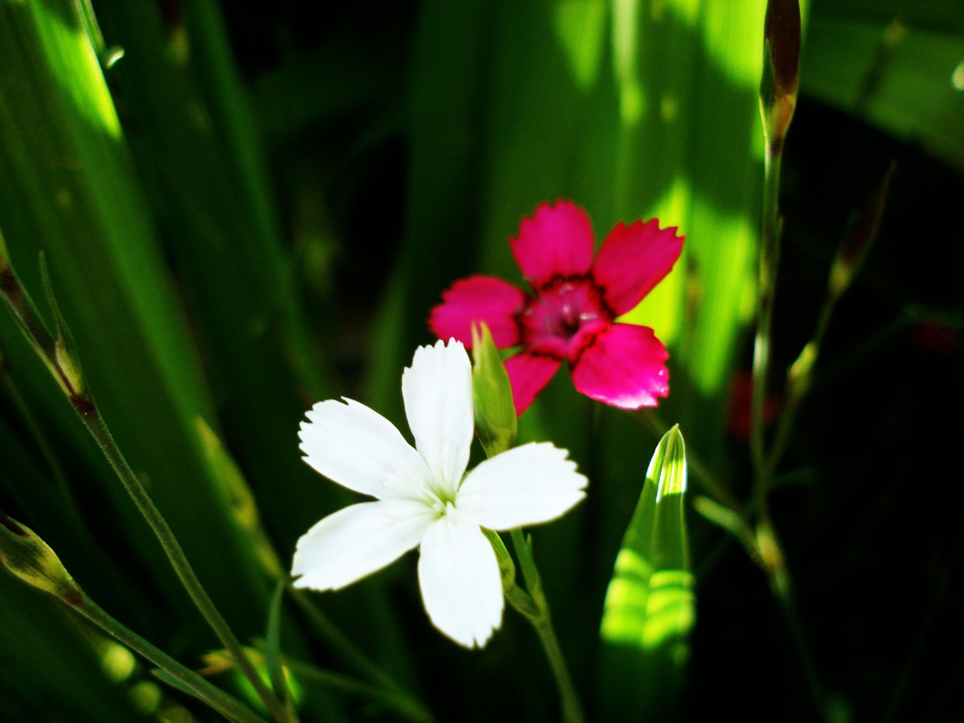 fleurs blanc mauve herbe