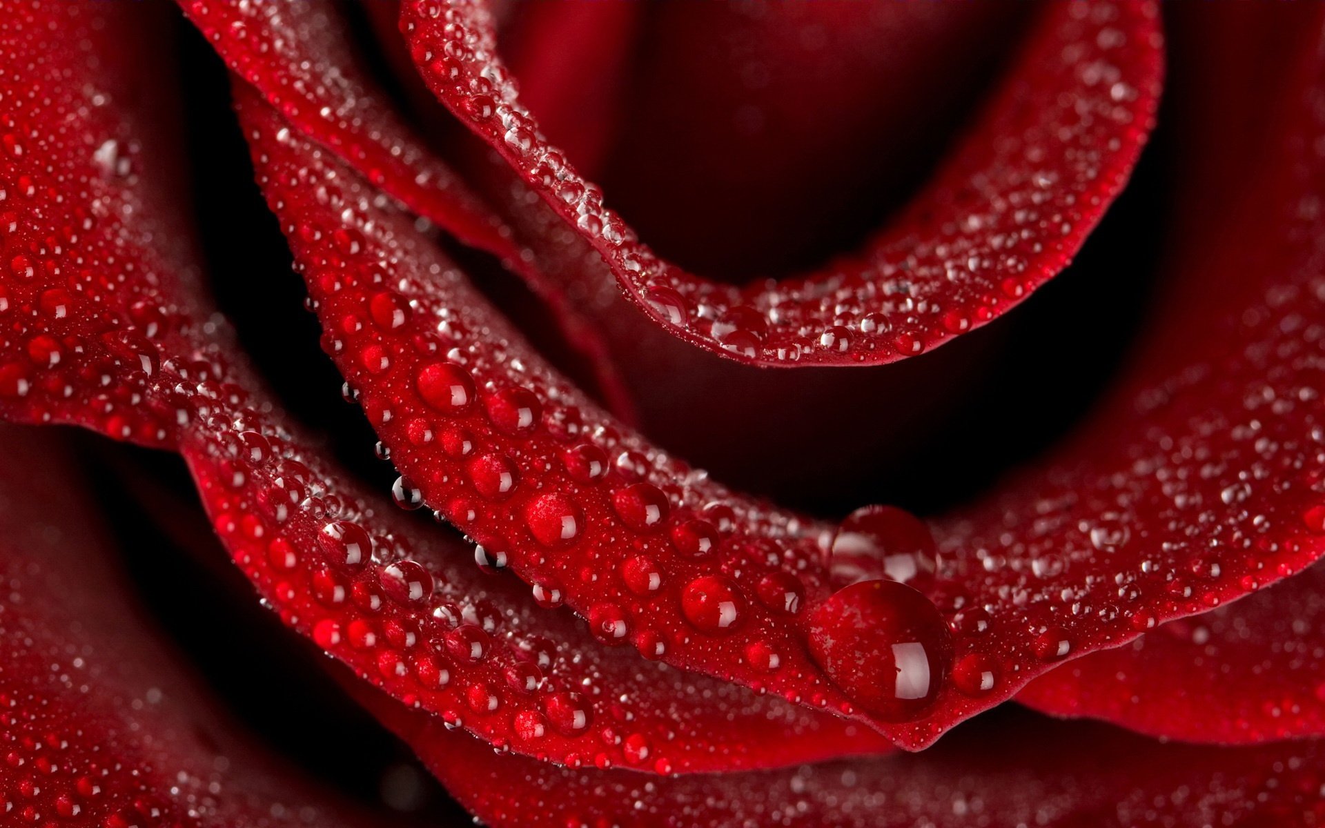 flowers red rose droplets of water romance petal