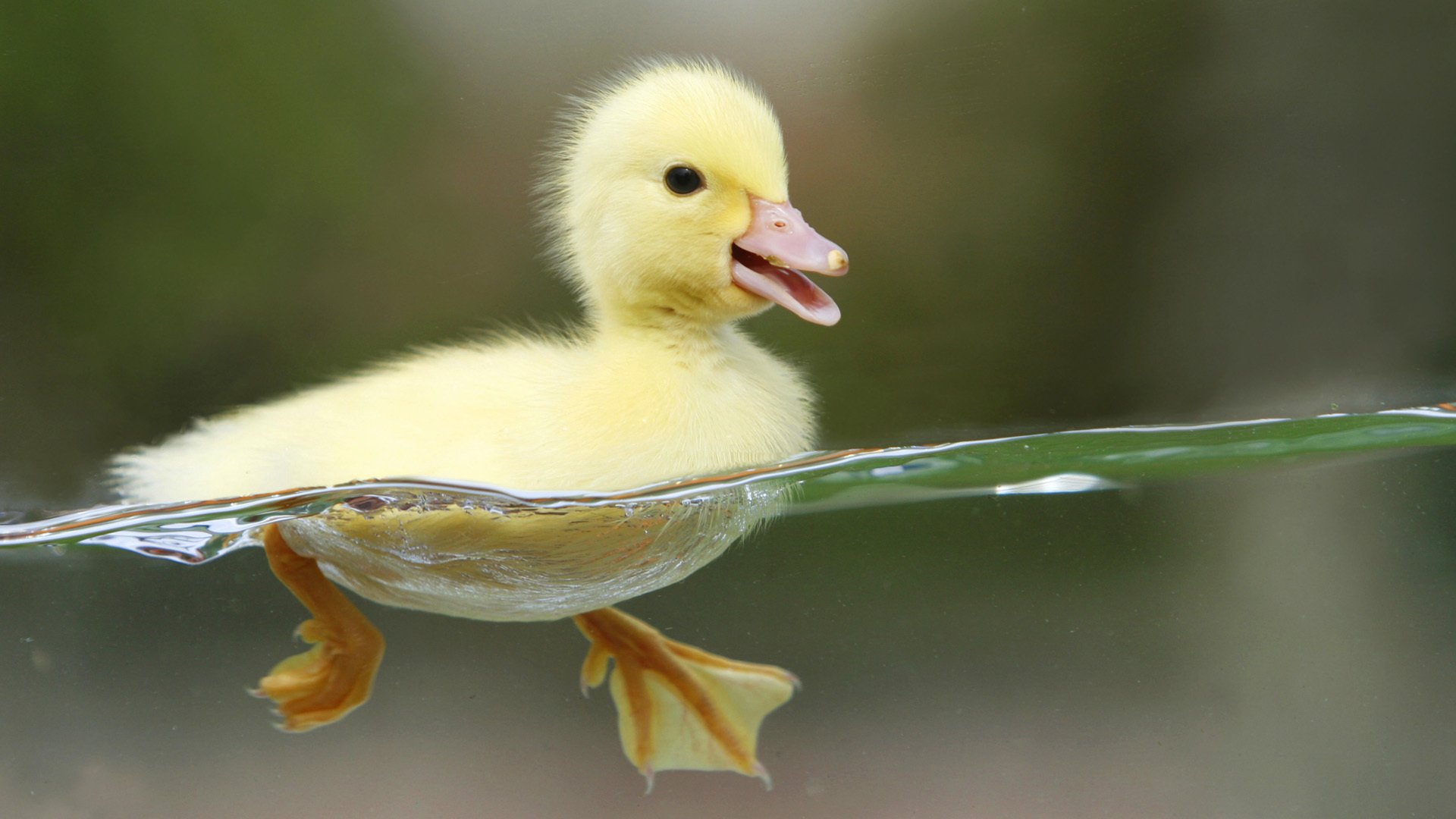 yellow baby duckling water birds gaze eyes feathered