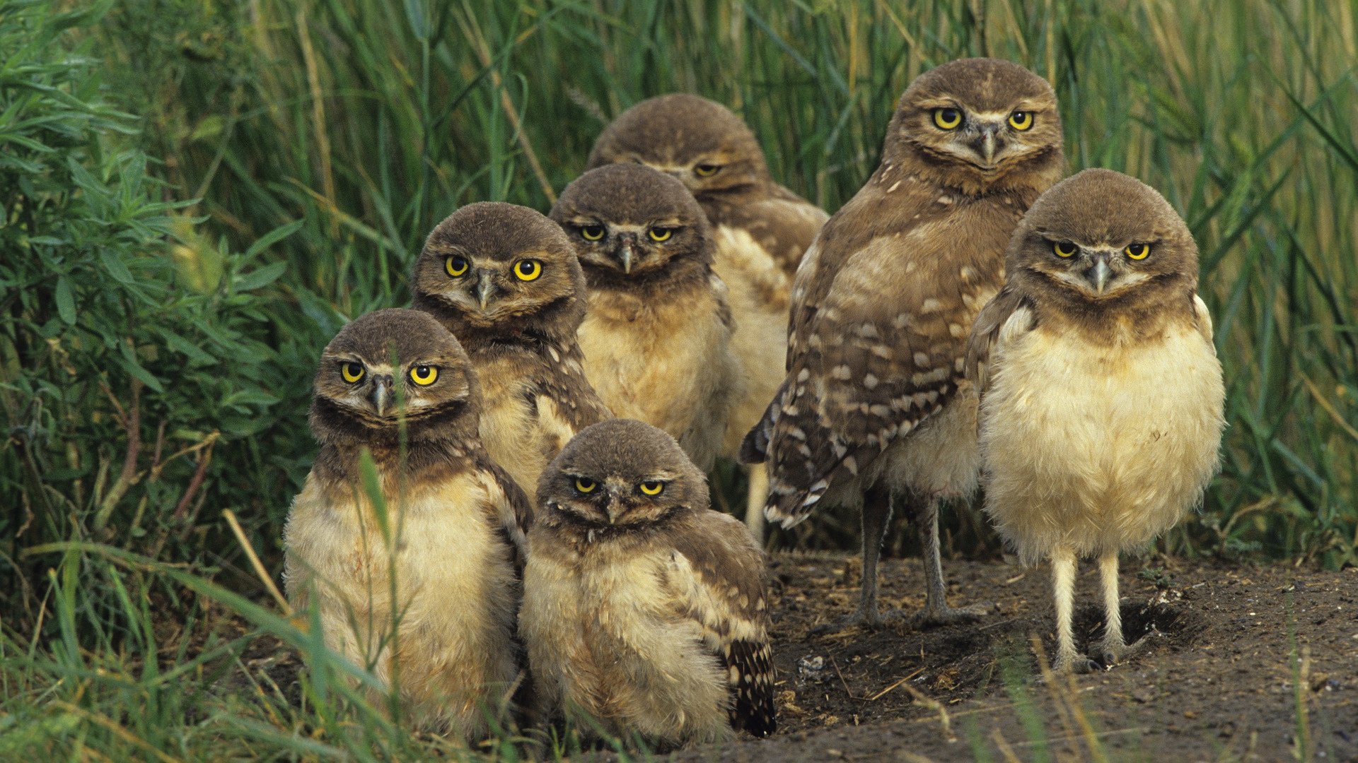 hermanos búhos pandilla niños pequeños pájaros mirada ojos plumas