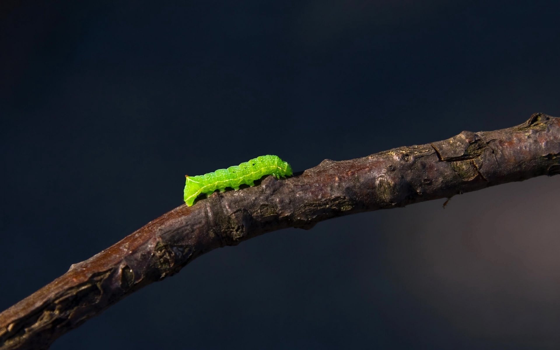 prig caterpillar green creature